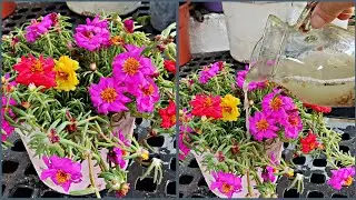 Hazlas florecer rapido a tus plantas de rayitos de sol, mañanitas amorcito #jardinfeliz #ichigopan
