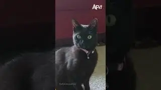 The confusion at the end#cat&nbsp;#catlover&nbsp;#funny&nbsp;#funnyvideos&nbsp;#foryou&nbsp;#fypage&nbsp;#fypツ&nbsp;#funnycat&nbsp;#cats
