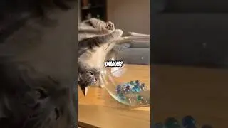 I think she wanted to go in the bowl?😂 #zerochillzoo #animalshorts #funnycats #funnyanimals #cats