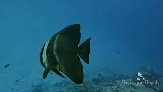 21.02.25 - Manta Rays. Dives at BB Rock & Dhigurah Beyru - South Ari Atoll - Maldives