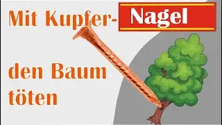Mit einem Kupfernagel kann man daf&uuml;r sorgen, dass ein ganzer Baum stirbt, Wahrheit oder Mythos?