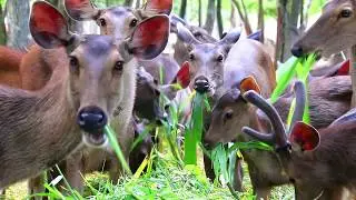 Enjoy with Sambar deer eat grass look delicious| Kingdom monkey| NAT GEO WILD