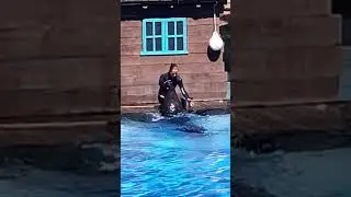 ASMR Dolphine show!!! #short #shortsfeed #viral #shortvideo #show #shorts #dolphins #lepal #asmr