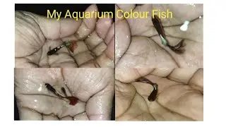 Color Fish of Auriam 2021//Color Fish  Fishing at Home
