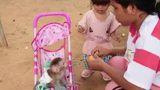 Geez!! Newborn Monkey Jason Lovely Riding On Stroller With Sister Satya Pushing To Play Outside