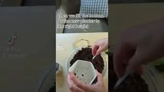 Re-potting a Fuzzy Caudex Seedling 🥰🌱 #indoorplants #indoorgarden #fallgarden