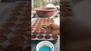secret of 100% seeds germination! How to grow sunflower from seeds?