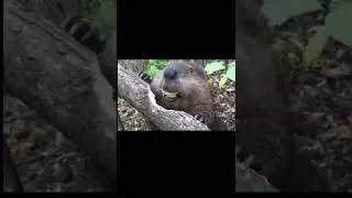 Beavers mating call