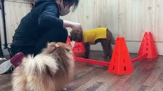 プードルの”てんくん”と犬慣れを兼ねて”囲いの中に入ること”に挑戦！