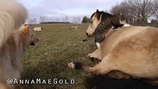 Cat jumps on sleeping horse