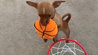 The most impressive doggy slam dunk you'll eversee