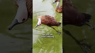 Ducks Ask Woman To Help Their Friend Who Isn't Moving | The Dodo