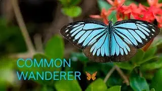 Butterflies of Karnataka,, Common Wanderer .