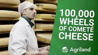 Comt&eacute; cheese taste testing in a 100,000 wheel cellar