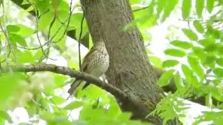 Song Thrush's Epic Song & Mimicry Magic
