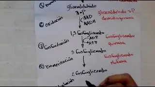 Glucolisis 2