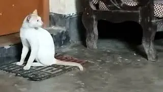 Cute cats. 