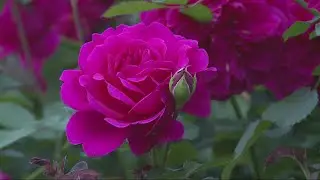 Portland&rsquo;s Royal Rosarian Rose Garden Contest is back for 83rd year