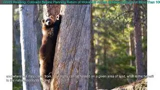 Worth Reading: Colorado Begins Planning Return of Wolverine Across its Parks, Absent for M