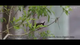 Birding in Shan State, Myanmar