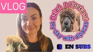 VLOG 🇳🇱, spacer z alpakami na holenderskiej farmie alpak