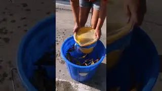 This bucket that separates the dirt for the water 🪣