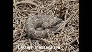 Snakes of Wisconsin