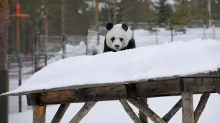 Ähtäri Zoon pandojen kuulumiset