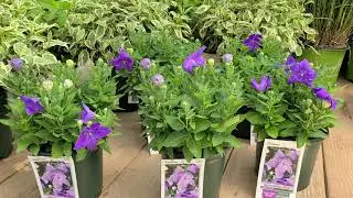 Platycodon Sentimental Blue' (Balloon Flower)🎈// POPULAR and LONG BLOOMING