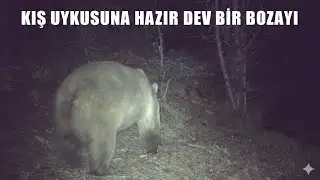 GECE FLAŞLI VİDEO ÇEKEN FOTOKAPANI KONTROLE GİDİYORUM ! DEV BİR BOZAYI, KARDA OYNAYAN GEYİKLER !