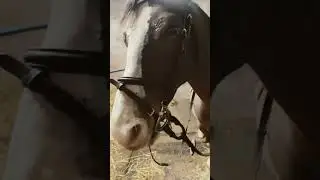 Tack up with me #love #diy #fun #horse #showpony #horseenthusiast #equestrian