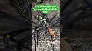 Explosive Encounter: Bombardier Beetle Fights Back 💣🔥