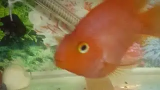 Happy Republic Day 💖🇮🇳 #live #fish #parrotfish @sujatagoldstar