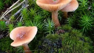 Lactarius tabidus