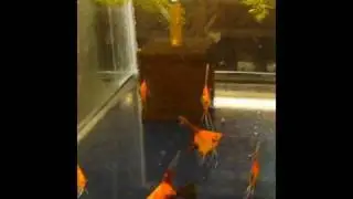 Angels Plus WYSIWYG Group #50 Select Koi