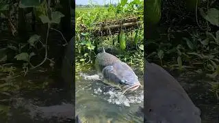 Wow! Amazing Polo Fishing Videos ! Best Big Fish Catching ! Primitive Technique fishing #fish #india