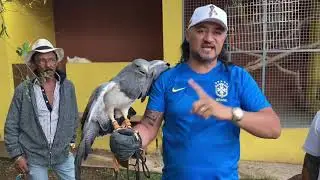 CHARLLES, TIRINGA E A &Aacute;GUIA CHILENA | COM&Eacute;DIA SELVAGEM &reg;