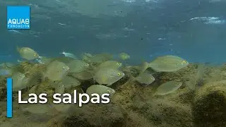 Curiosidades sobre las SALPAS, PROTECTORAS de los FONDOS MARINOS