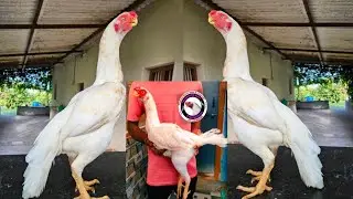 Top quality parrot beek hen  & long tail &JK Line #assel 