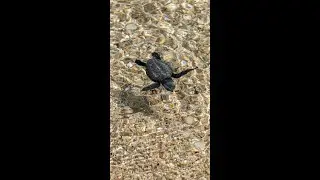 Turtle hatching