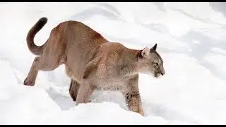 CARNIVOROUS ANIMALS / LEARN THE NAME OF CARNIVOROUS ANIMALS WITH PICTURE