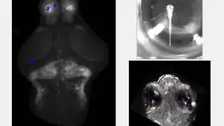 Prey Capture Imaging Claire Oldfield