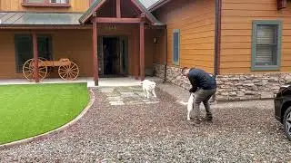 Dogs on Deployment: Buzz' reunion with his military dad