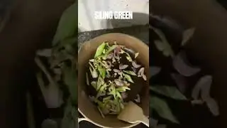 FRIED TUNA FISH w/ Basil