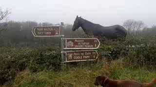 Skehanagh to Thoor Ballylee Walk/Cycle Loop -- 9 Km - #GortCycleTrails