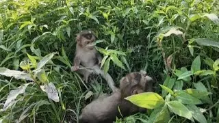 Sweet relaxing moments of my cute little monkeys