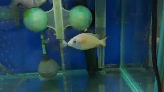 Protomelas sp.Taiwan Reef VARIANT 10-12cm 黃金海峽