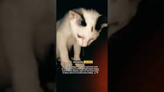 tama MEOW MEOW MEOW 😺#fyp #fypシ゚ #fypspotted #fypspottedreels #highlights #hugotreels