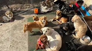 Who understands the busy animal rescue efforts?
