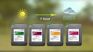 Woody Weed Chemical Considerations